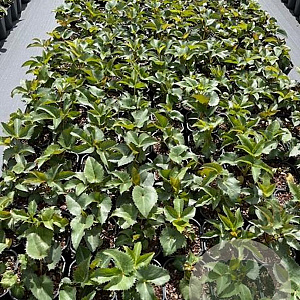 Helleborus argutifolius GM 2,0L