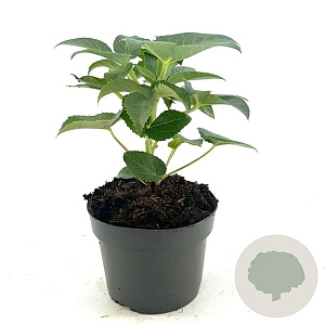 Helleborus argutifolius GM 2,0L