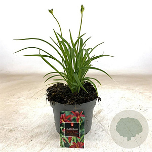 Hemerocallis 'Sammy Russell' GM 2,0L