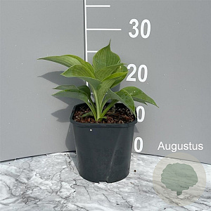 Hosta 'Elegans' GM 2,0L