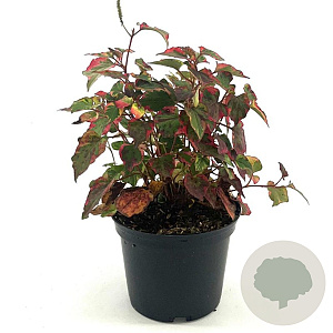 Houttuynia cordata 'Chameleon' 20-25 cm 2,0L