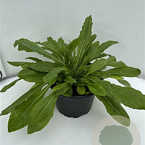 Knautia macedonica GM 2,0L