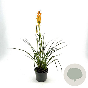 Kniphofia 'Mango Popsicle' GM 2,0L