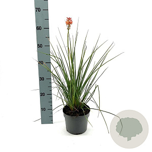 Kniphofia 'Redhot Popsicle' GM 2,0L
