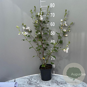 Lavatera 'Barnsley Baby' GM 2,0L