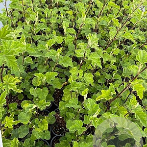 Lavatera 'Barnsley Baby' GM 2,0L