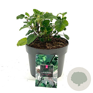 Lavatera 'Barnsley Baby' GM 2,0L