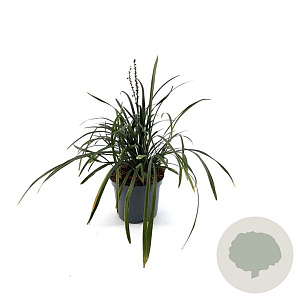 Liriope muscari 'Big Blue' 20-25 cm 2,0L