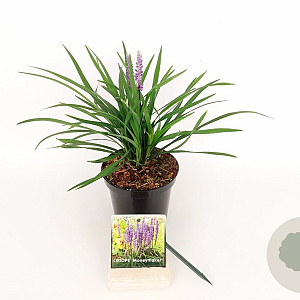 Liriope muscari 'Moneymaker' 15-20 cm C1.5