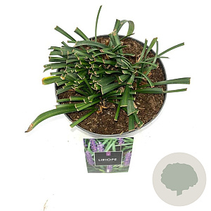 Liriope muscari 'Moneymaker' 20-30 cm 2,0L