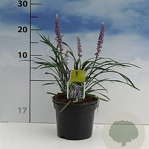 Liriope muscari 'Moneymaker' 20-30 cm 2,0L