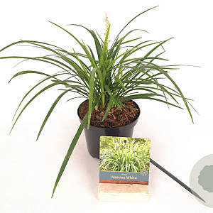 Liriope muscari 'Monroe White' 15-20 cm C1.5
