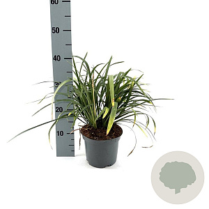 Liriope muscari 'Monroe White' 20-30 cm 2,0L