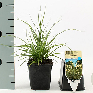 Luzula nivea 15-25 cm P9