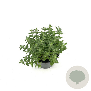 Nepeta Junior Walker GM 2,0L