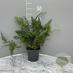 Polystichum tsussimense GM 2,0L