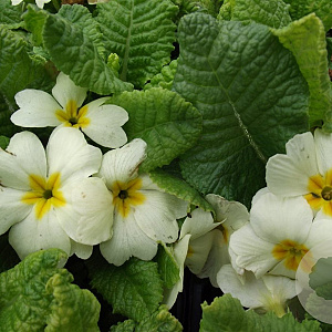 Primula vulgaris GM P9