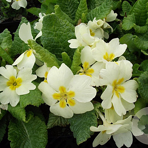 Primula vulgaris GM P9