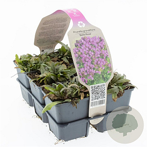 Prunella grandiflora GM sixpack