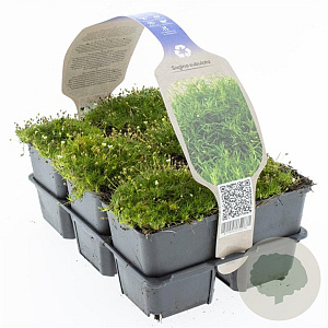 Sagina subulata GM sixpack