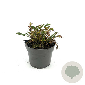 Sanguisorba 'Proud Mary' 10-20 cm 2,0L