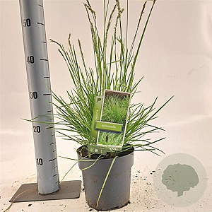 Sesleria autumnalis 25-30 cm 2,0L