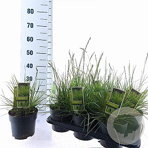 Sesleria autumnalis 25-30 cm 2,0L