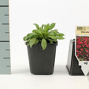 Silene schafta 'Splendens' GM P9