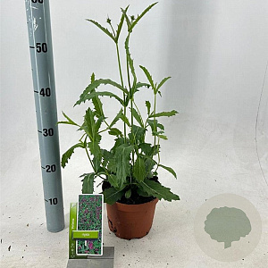 Verbena rigida GM 2,0L