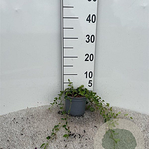 Vinca minor 'Atropurpurea' 20-30 cm C1.3