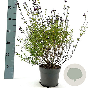 Salvia 'Nachtvlinder' GM 2,0L