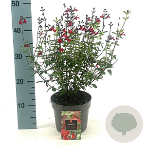 Salvia 'Royal Bumble' GM 2,0L