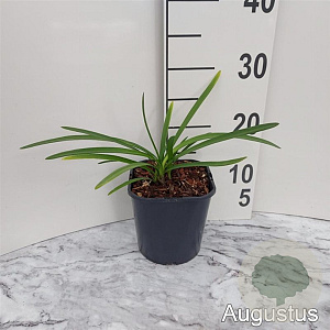 Agapanthus Fireworks GM 2,0L