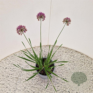 Allium 'Millenium' 25-30 cm 2,5L