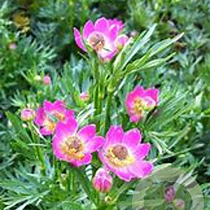 Anemone m. 'Rubra' GM P9