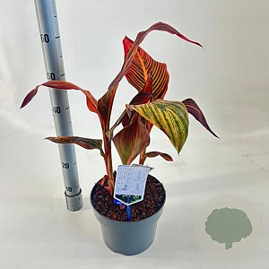Canna 'Tropical Sunrise' 40-60 cm 5,0L