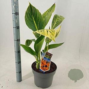 Canna 'Tropical Yellow' 40-60 cm 5,0L