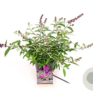 Buddleja davidii 'Free Petite Tutti Frutti' 25-30 cm 3,0L
