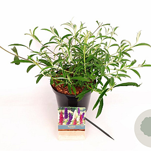 Buddleja davidii 'Tricolor' 30-40 cm 3,0L