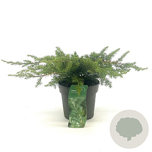 Juniperus conferta 'Schlager' 20-30 cm 2,0L