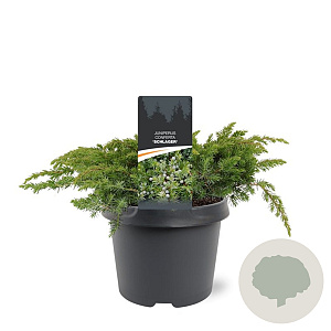 Juniperus conferta 'Schlager' 30-40 cm 3,0L