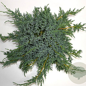 Juniperus squamata 'Blue Carpet' 40-50 cm 5,0L