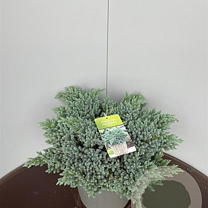 Juniperus squamata 'Blue Star' 35-40 cm 10L