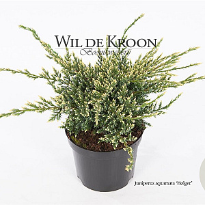 Juniperus squamata 'Holger' 15-20 cm 2,0L