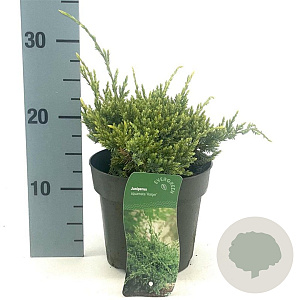 Juniperus squamata 'Holger' 15-20 cm 2,0L