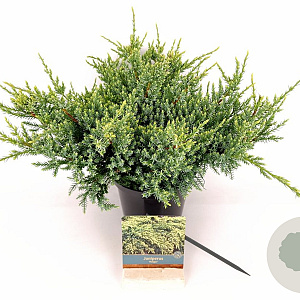 Juniperus squamata 'Holger' 40-60 cm 2,0L