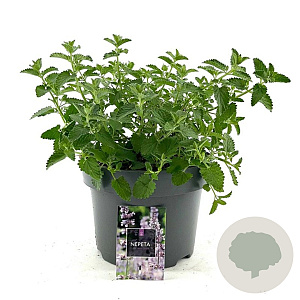 Nepeta faassenii 'Six Hills Giant' GM C5