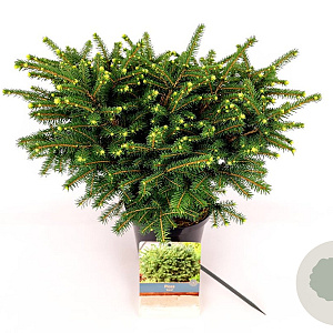 Picea omorika 'Karel' 40-60 cm 2,0L
