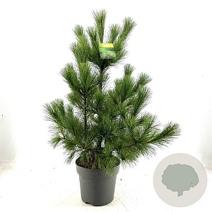 Pinus peuce 60-80 cm 10L