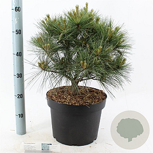 Pinus strobus 'Radiata' 40-50 cm 10L